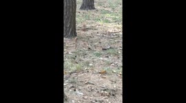 Dachshund dog chases squirrel up a tree in Ukraine