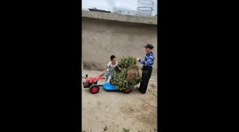 Chinese toddler uses toy car to assist grandfather with farming chores