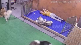 Mischievous Siberian Husky causes man's phone to fall on his face as he tries to get his attention