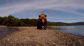 Wildlife videographer captured incredible close-up footage of bears roaming Russia's far east