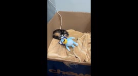 Tiny Kitten Takes a Tumble Backwards