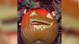 Flock of bats munch on spooky Jack-o'-lantern snack at Milwaukee Zoo