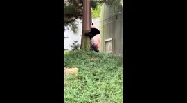 Playful Pandas at the National Zoo