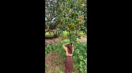 Rambutan-picking mishap: hilarious branch break in West Kalimantan