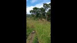 Resilient toddler: Jafin's determination shines in rice field tumble