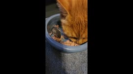 Mouse Helps Itself to Cat's Food
