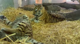 Adorable tiger cubs play fight as watchful mother looks on
