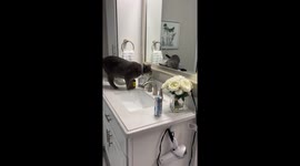 Cat Licks Owner's Toothbrush