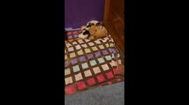 Kittens Adopt a Pet Mouse