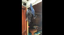 Kitty Gets Into A Pickle