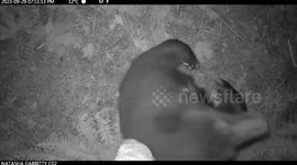 Black Bears Have a Favorite Tree