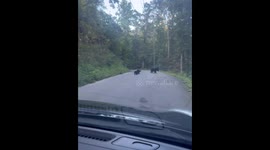 Bear Cub Siblings Wrestle Together