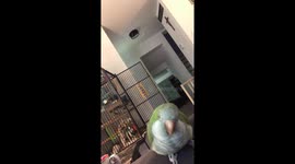 Quaker Parrot Has Words For His Owner