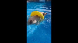 Little Piggy Goes For a Swim