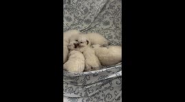 Litter of Newborn Kittens Sleep Together