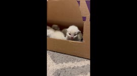 A Conglomeration Of Kittens