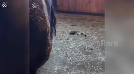 Top 30 Most Viral Videos from Around the Internet