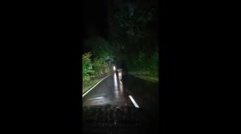Deer Runs Down Middle of Road
