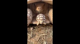 Sulcata tortoise pushes aside small companion as it emerges from its shell
