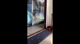 Adorable puppy's baby-like howling stuns in Seoul