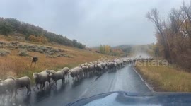 Pyrenees-led sheep drive through rainy Park City, Utah