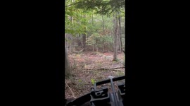 Deer and fawn encounter during crossbow deer hunting opening day