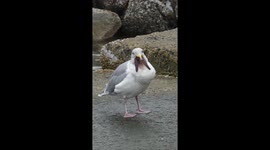 Seagull spotted with half-eaten STARFISH hanging out of its mouth