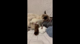 Dinnertime For Fluffy Ragdoll Kittens