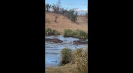 Hippo Water Theatrics