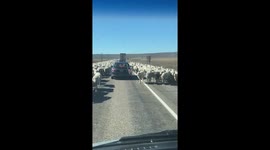 Flock of Floof Causes Traffic Jam