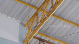Wildlife rescuers remove huge 14ft python coiled on ceiling of car dealership