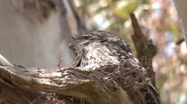 Staring, wriggling and preening – this Tawny Frogmouth chick has one father and two mothers!