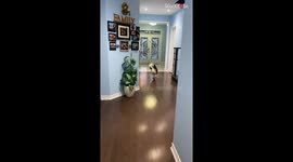 Super cute dog is excited to reunite with its human mommy again *Heartwarming Reunion*