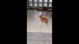 Cat gets stuck while trying to jump through metal railings