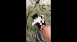 Cute kitty enjoys non-contact tickles by owner