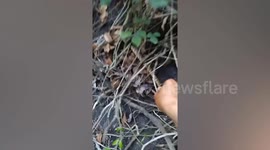 Hiker finds snake being attacked by ticks and carefully removes them