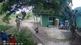 Grandmother's tree pruning goes wrong when huge branch falls on her