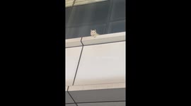 Heroic Chinese couple rescue Ragdoll cat trapped on high-rise platform