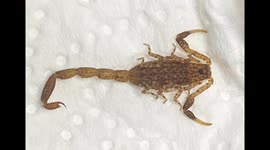 Family's shock after discovering live scorpion in their kitchen