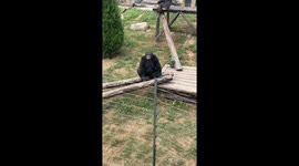 Chimpanzee astoundingly understands and follows visitor's Chinese commands