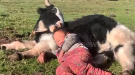 Relaxed toddler naps under the sun on grazing cow in Tibet