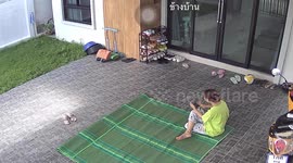Clumsy Siberian Husky bangs nose running into clear glass patio door