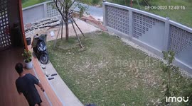 Dog pushes over plank of wood to get inside family's garden