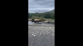 Incredible moment man encounters mother bear and cubs out FISHING Part 4/5