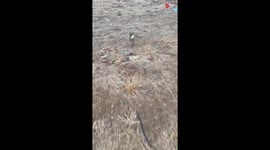 Kind woman rescues a bunny that was stuck in a fence *Animal Rescue*
