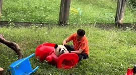 Chinese zoo keeper frees panda trapped in toy