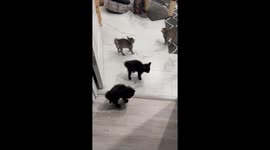Kittens get puffed up and frizzy when a dog tries to play with them *Hilarious*