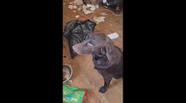 Dog Partied A Little Too Hard