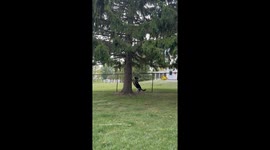 Squirrel And Dog Play Ring Around The Rosie