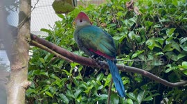 The Extremely Shy & Hard To Catch Turaco Bird!